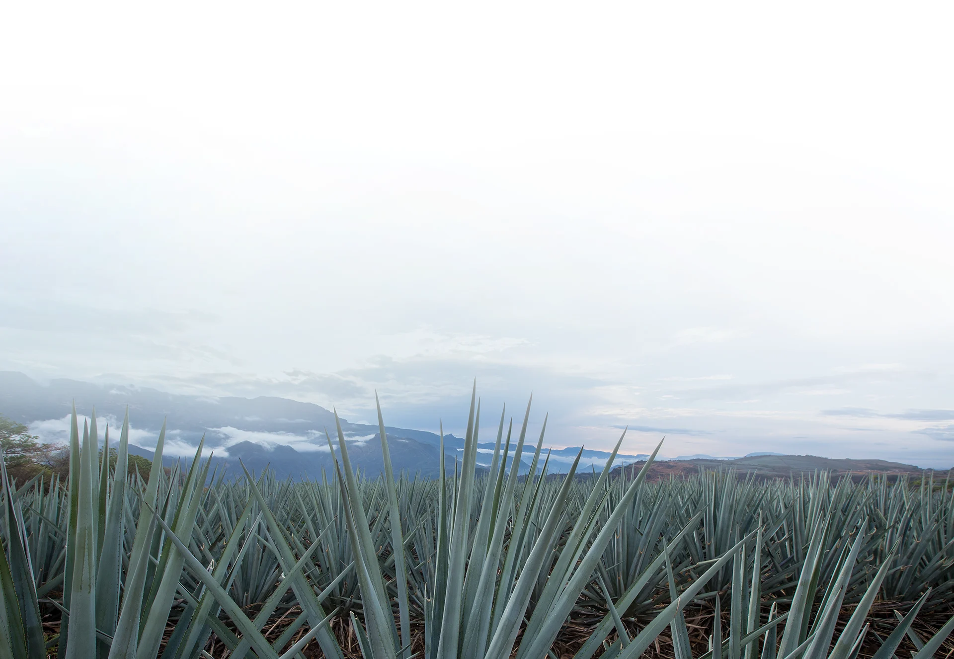 An agave field with mountains in the background
